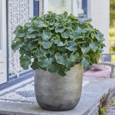 Hosta 'Ruffled Mouse Ears'